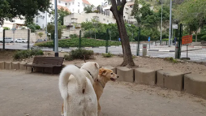 New Romema Dogs Park