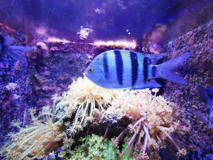 Aqaba Aquarium معرض الأحياء البحرية