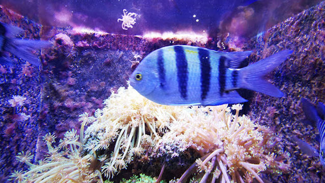 Aqaba Aquarium معرض الأحياء البحرية