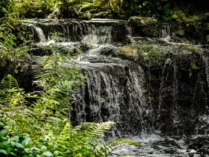 Kanapaha Botanical Gardens