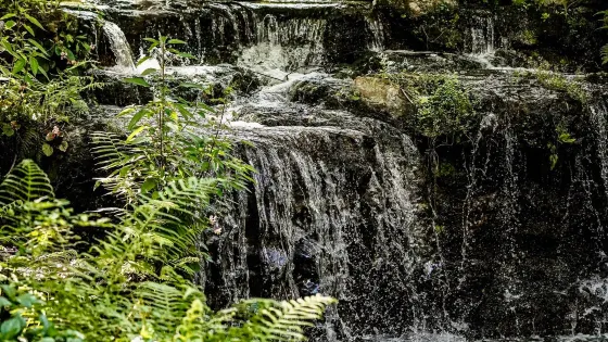 Kanapaha Botanical Gardens