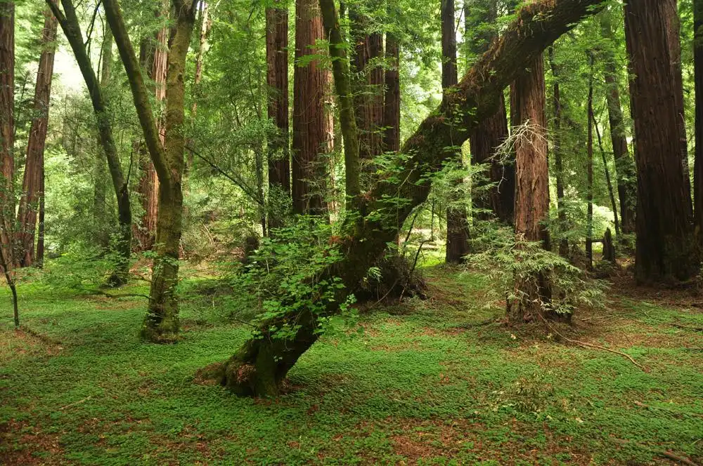 Hotels near Reinhardt Redwood Regional Park