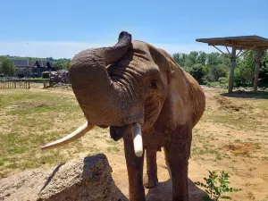科爾切斯特動物園
