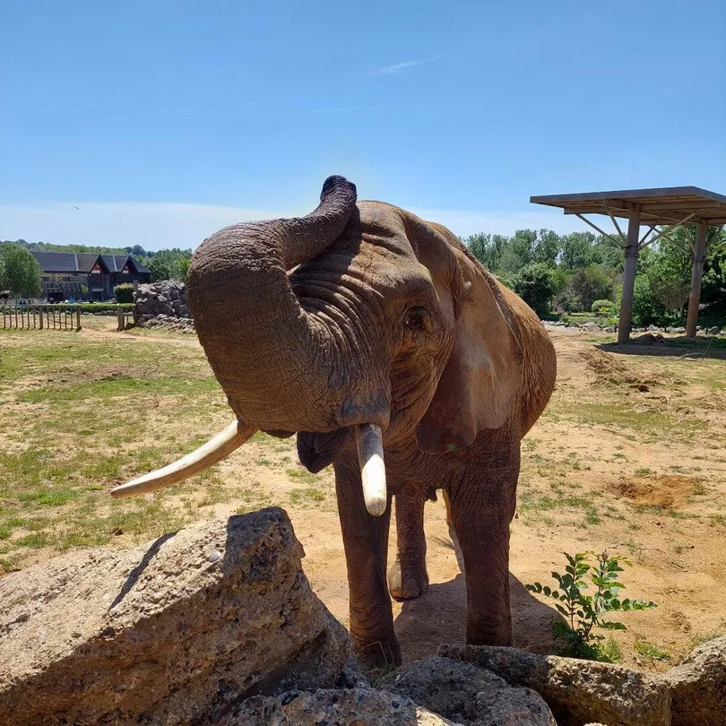 3_Colchester Zoo