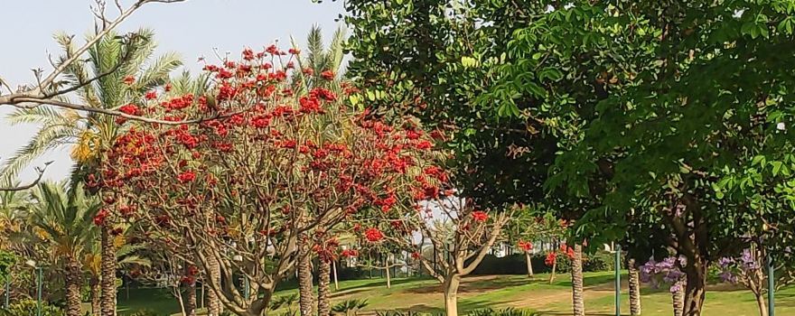 Isaac Wald Park - Kfar Saba Park