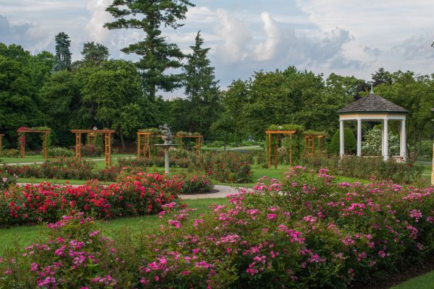 Malcolm Gross Rose Garden
