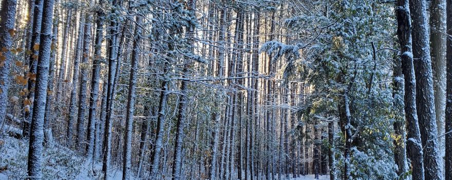 Huron Natural Area