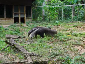Paramaribo Zoo