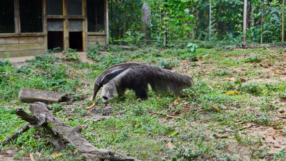 Paramaribo Zoo