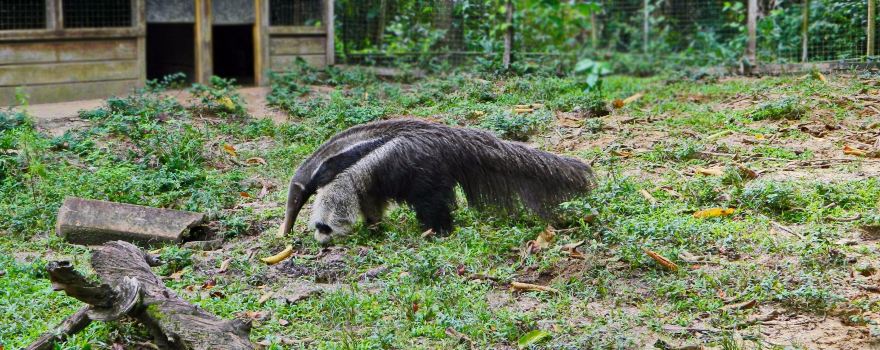 Paramaribo Zoo