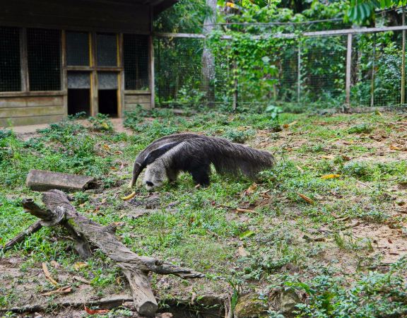Paramaribo Zoo