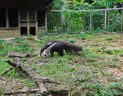 Paramaribo Zoo