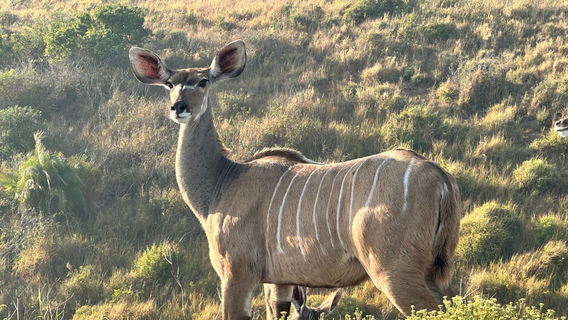 Eurozulu Guided Tours & Safaris