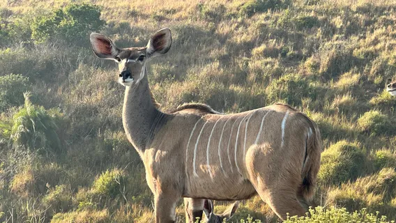 Eurozulu Guided Tours & Safaris