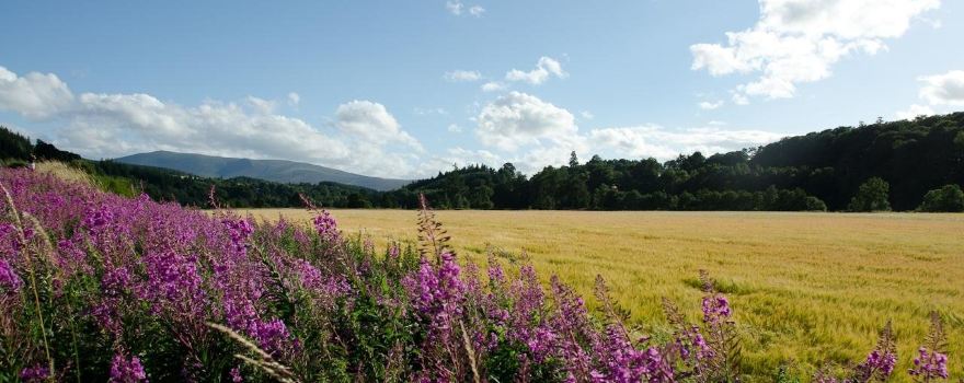 Craigellachie