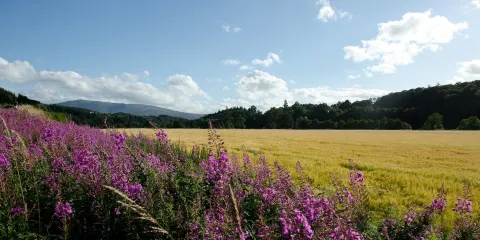 Craigellachie Bridge