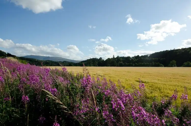 Hotels in Craigellachie