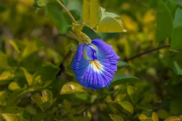 Madikeri