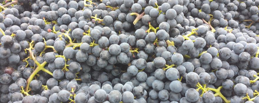 Weingut und Edelbrennerei Gemmrich
