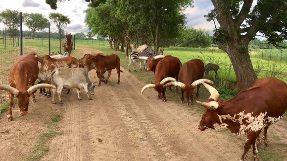 Safari Lake Geneva | Online Reservations Required