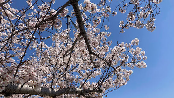 Rinkū Minamihama Park