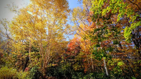 Yamada Farm Camping Ground