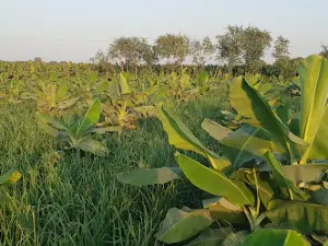 Village Haji Abdul Sattar Arain
