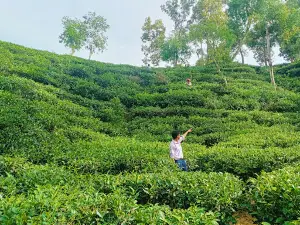 National Tea Company Limited, Tea Garden