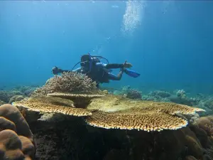 White Shell Dive Centre