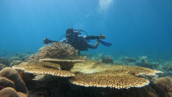 White Shell Dive Centre