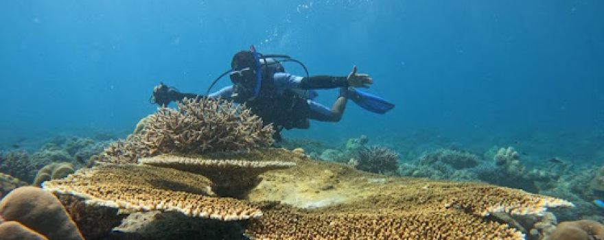 White Shell Dive Centre