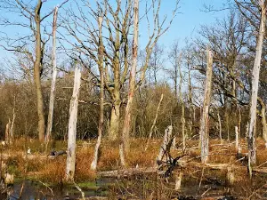 Bargerveen Nature Reserve