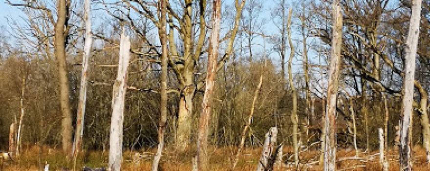 Bargerveen Nature Reserve