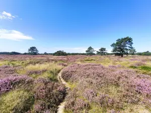 Dünenheide