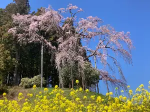 Kassenba Weeping Sakura