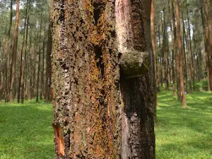 Wana Wisata Prabanlintang Danasari