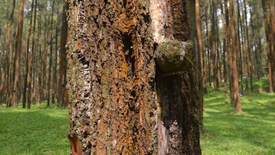 Wana Wisata Prabanlintang Danasari