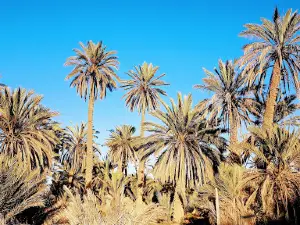 Camping l'Oasis, Tighmert