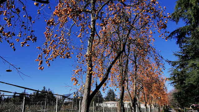 Parco di Sant'Osvaldo