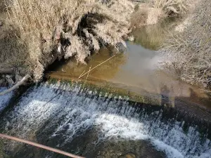 Alcadima