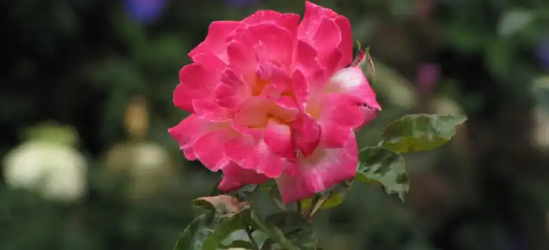 Hotels in Kodaikanal