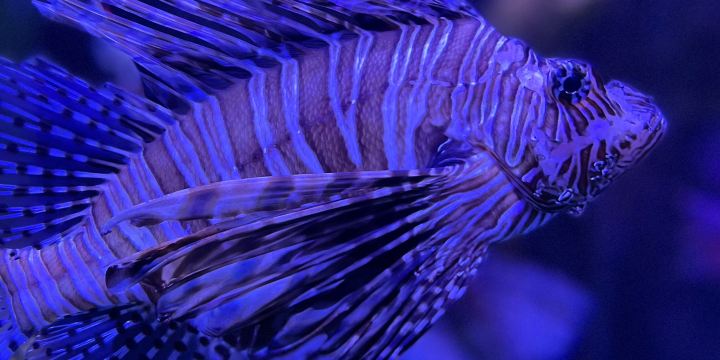 SEA LIFE Aquarium