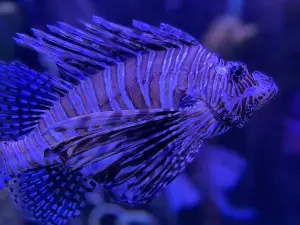 SEA LIFE 수족관