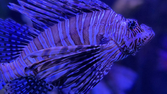SEA LIFE Aquarium