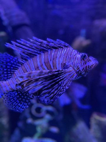 SEA LIFE Aquarium