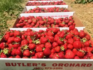 Butler's Orchard