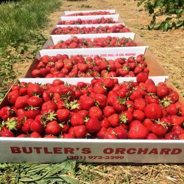 Butler's Orchard