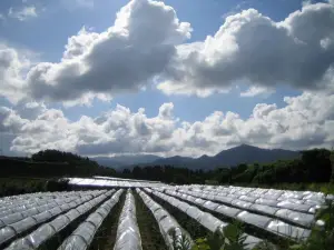 Tsuno Winery
