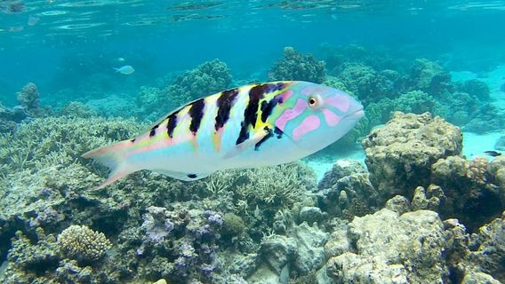 Moorea