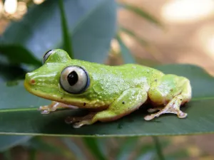 Riserva naturale Vallée de Mai